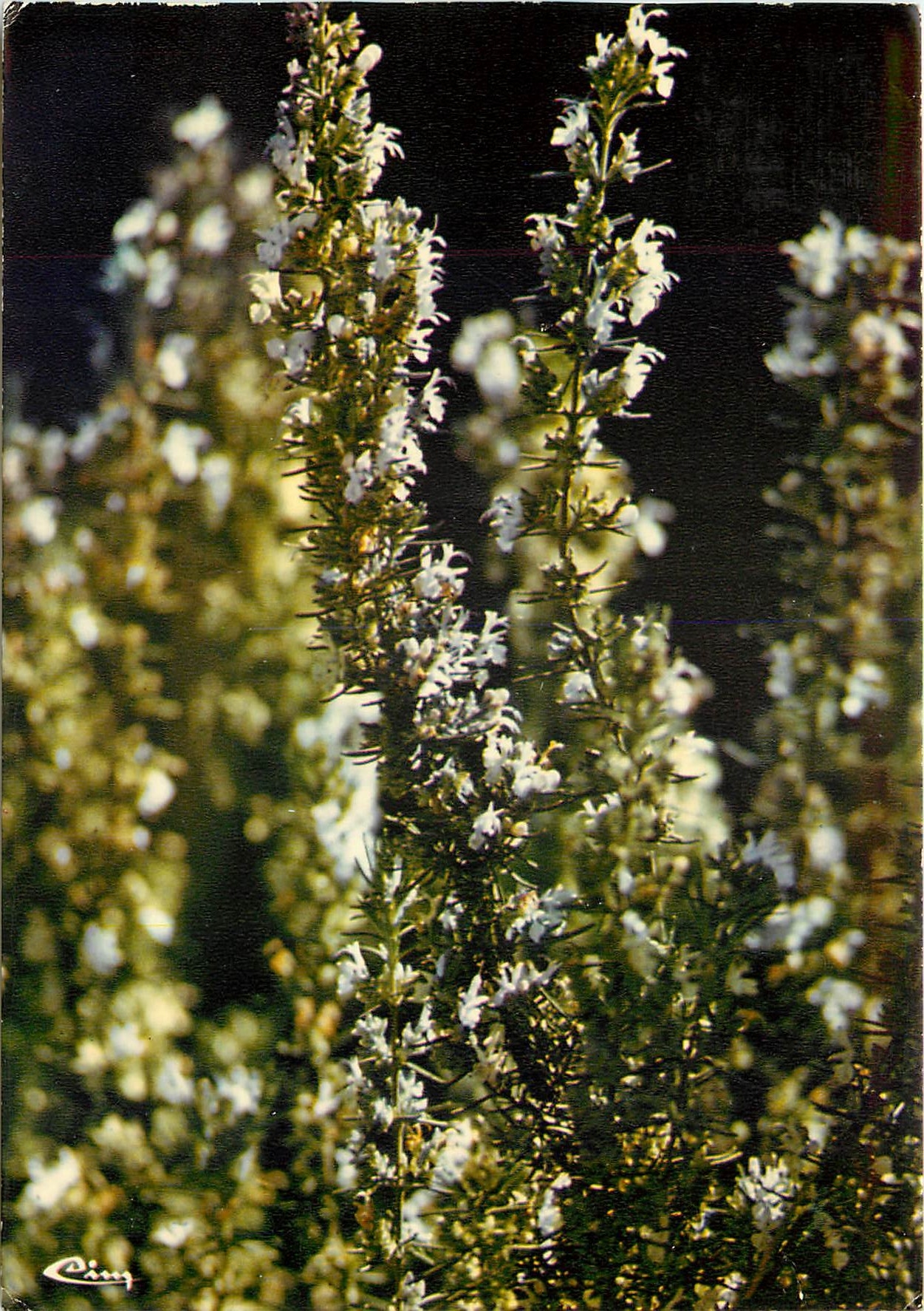 CPM Fleur au soleil de la Corse Romarin 