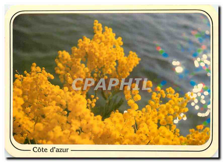 CPM Cote d'Azur Reflets de la Cote d'Azur Mimosas en fleurs 