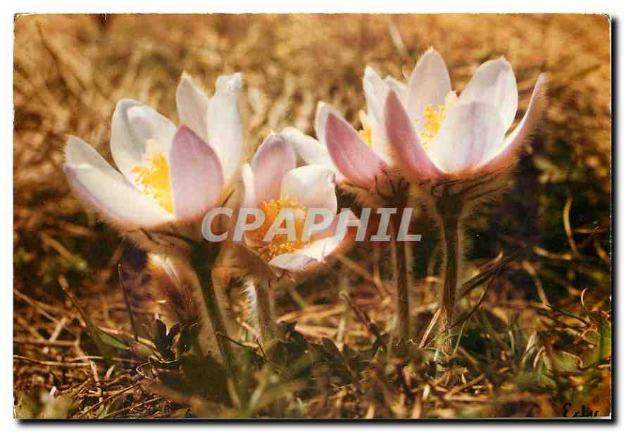 CPM Images de Chez Nous Anemone Vernale ou du Printemps 
