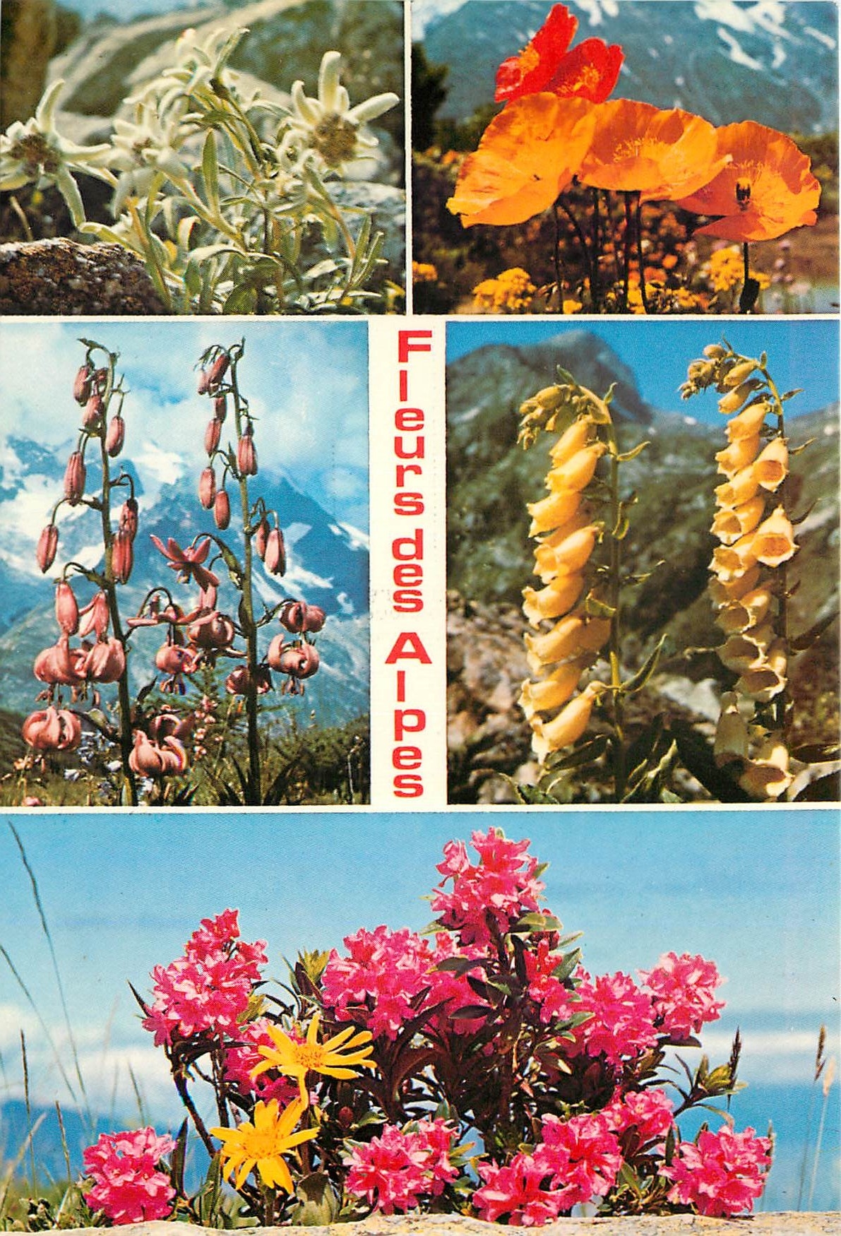 CPM Fleurs des Alpes Edelweiss Pavot orange Lys Martagon Digitale Rhododendrons 
