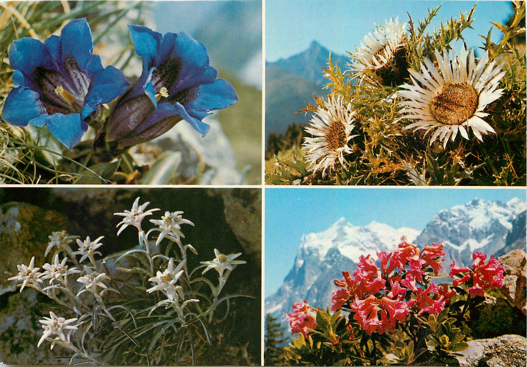 CPM Edelweiss Etoile des Alpes 