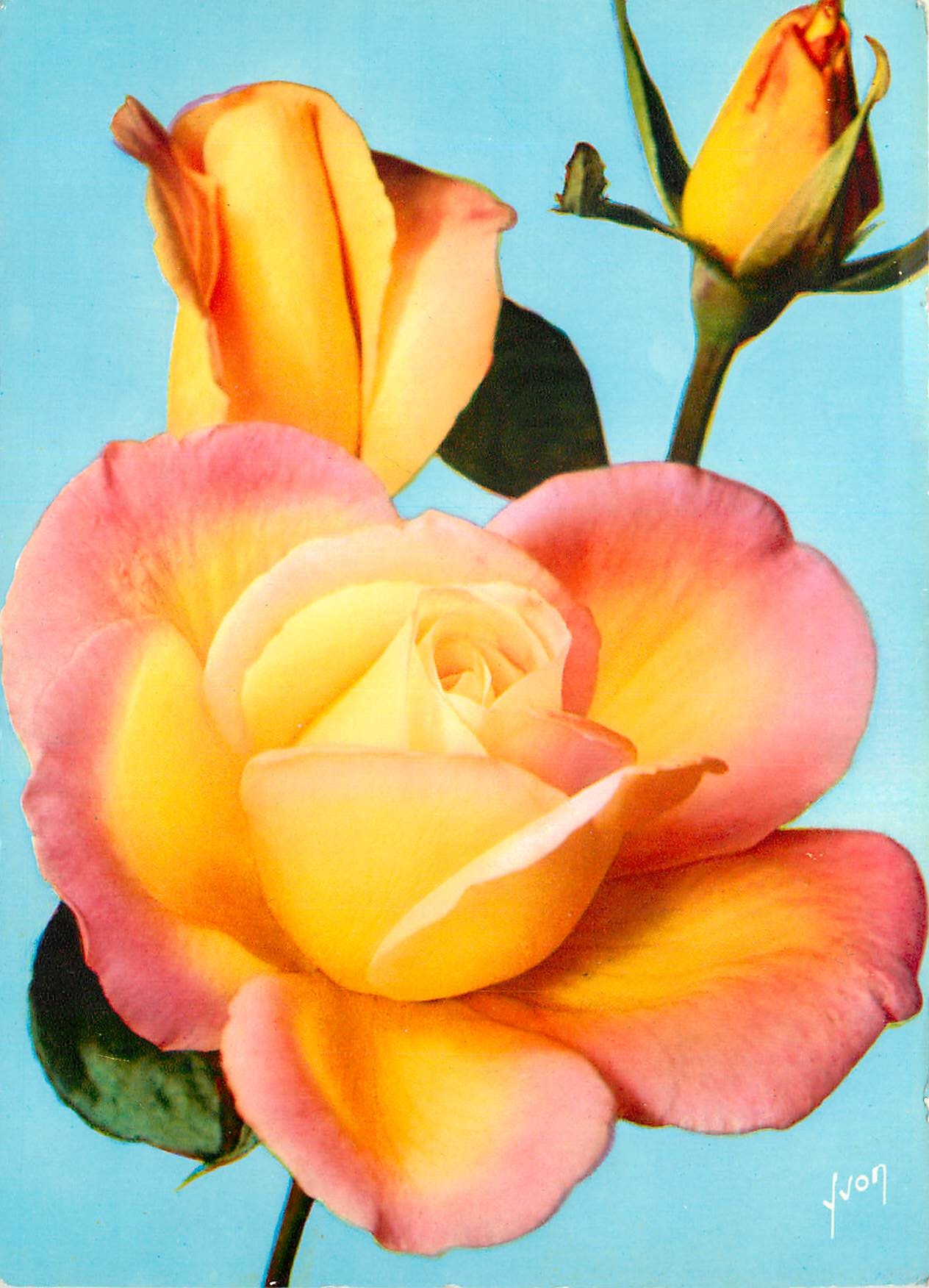 CPM Jolies roses de France grand mere Jenny Meilland 