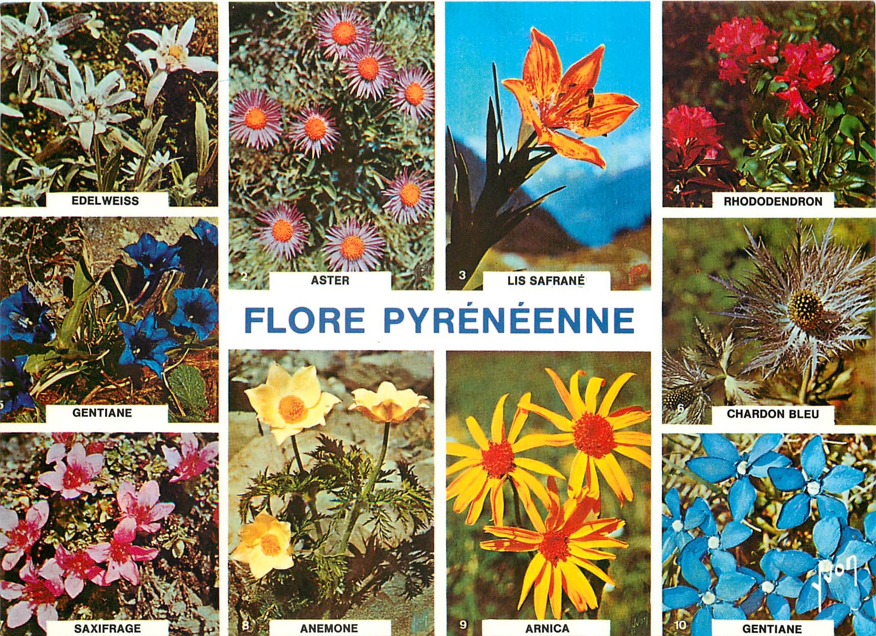 CPM Couleurs et lumiere de France la Flore pyreneenne Gentiane Saxifrage Anemone Arnica Chardon Bleu