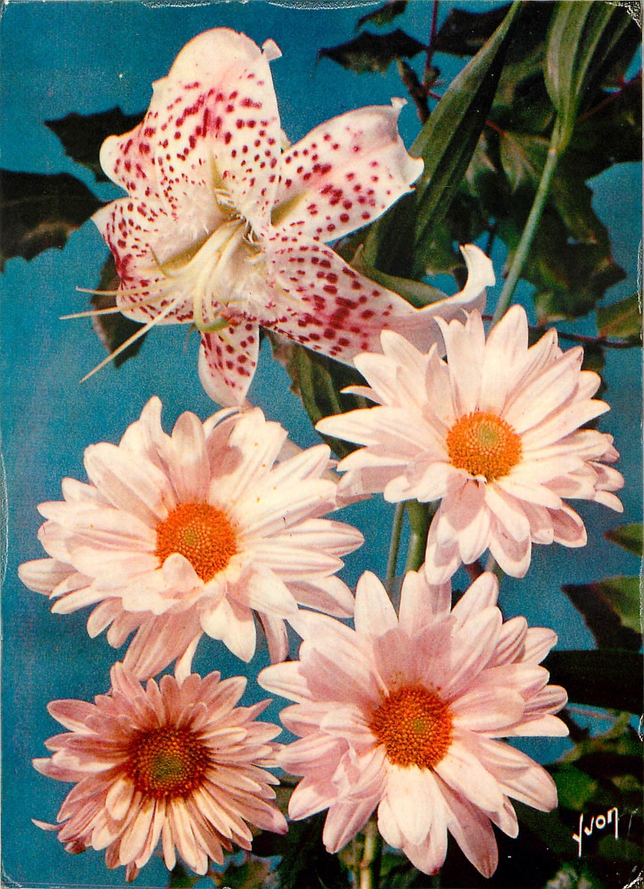 CPM Jolies fleurs de France 