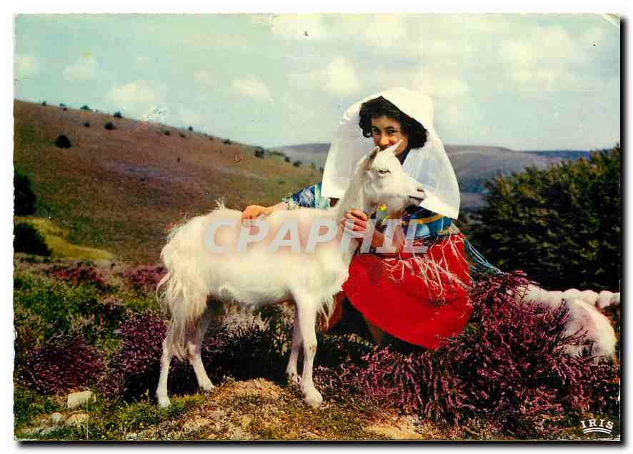 CPM Le Limosin Pittoresque Les Monedieres Au pied des coteaux jolis Chevre