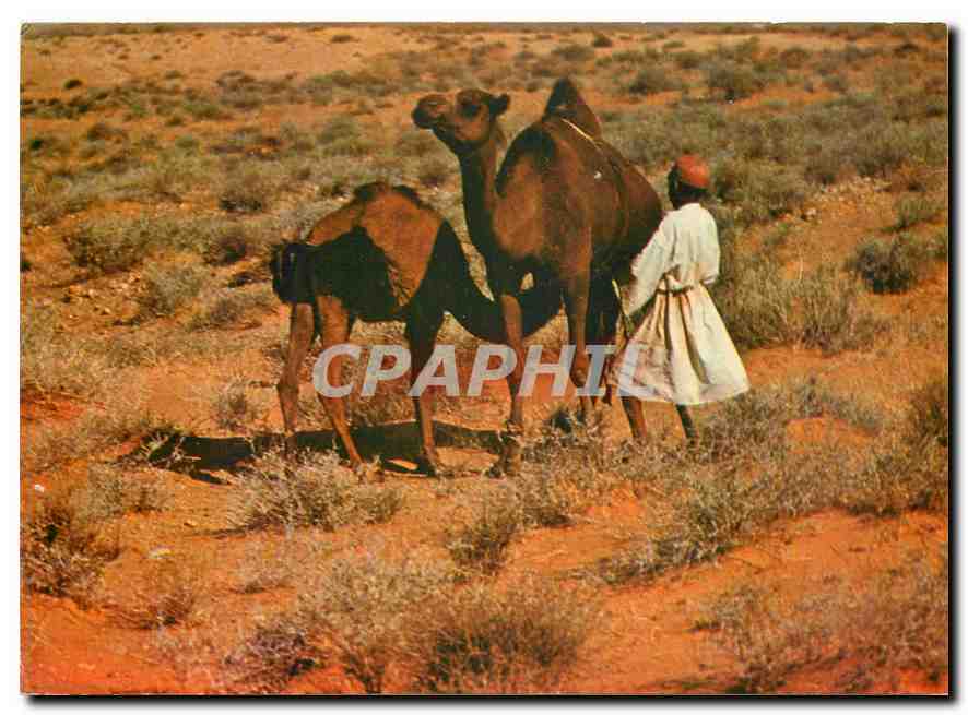 CPM Sud Tunisien l'heure de la tetee 