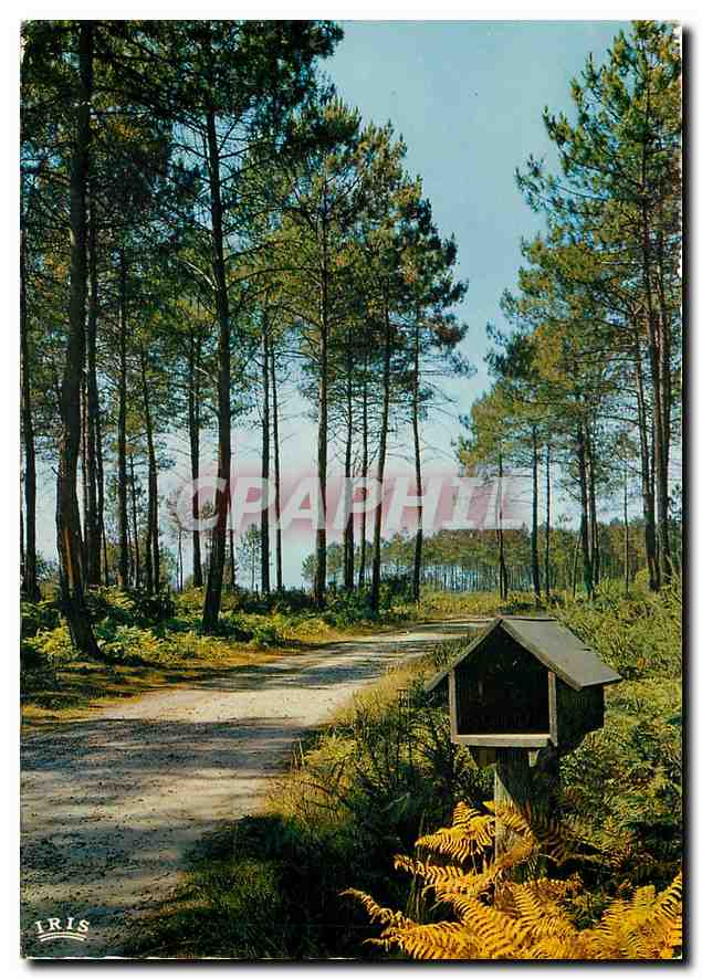 CPM Dans les Landes La niche a pain et a lait 
