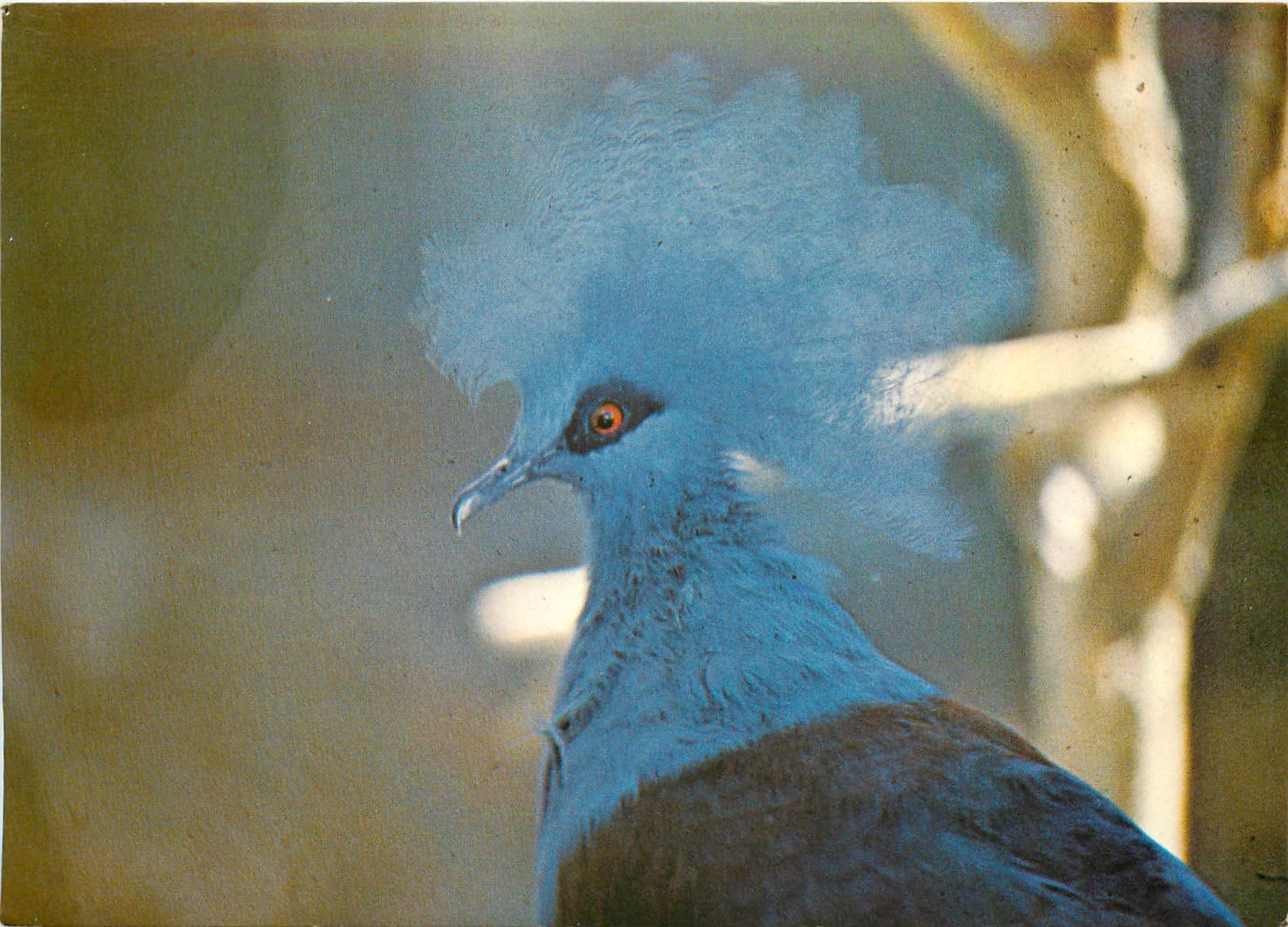 CPM Parc Ornithologique Departemental Villars les Dombes Ain Goura Couronne 