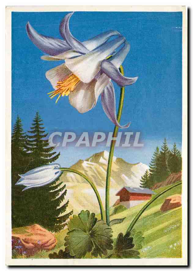CPM La Flore de Montagne Ancolie des Alpes 