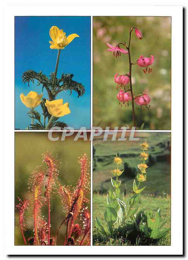 CPM La Flore du Massif Central Lys Martagon Drosera Grande Gentiane jaune 