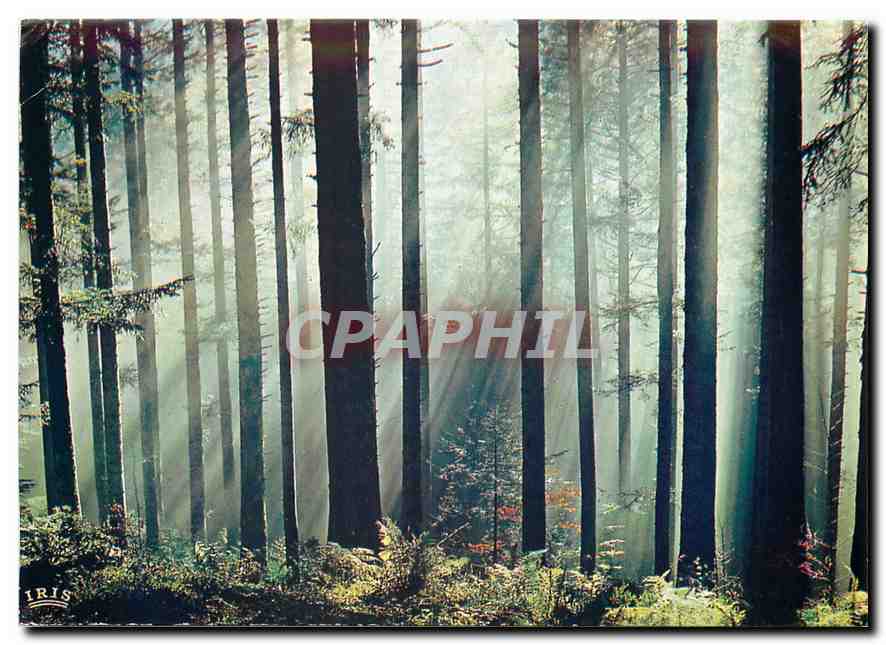 CPM La Foret Vosgienne Des rayons et des ombres 