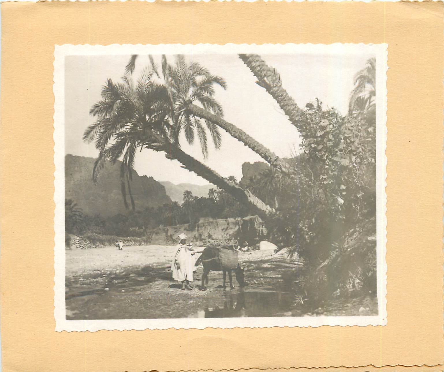 CPM Photo Ane Afrique du Nord 