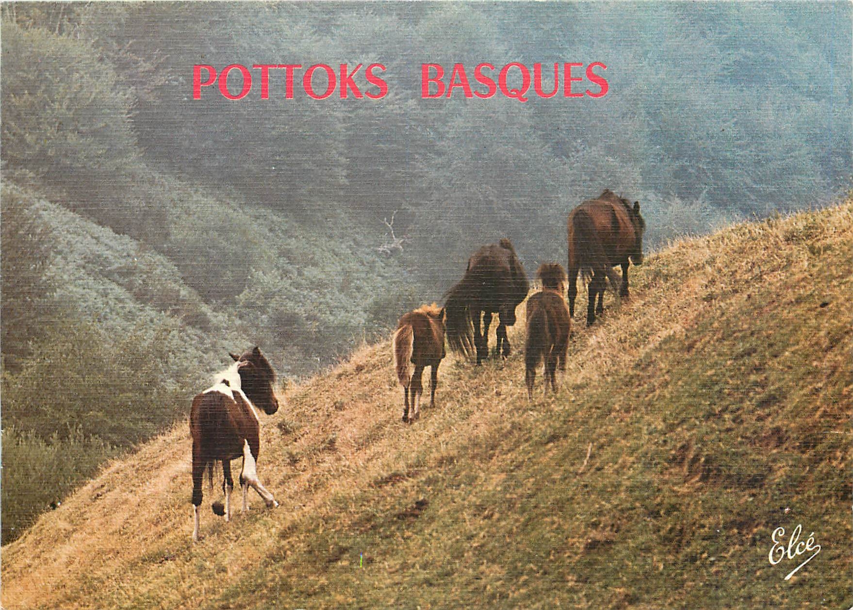 CPM Pays Basque Les Pottoks en liberte dans les Montagnes Basques 