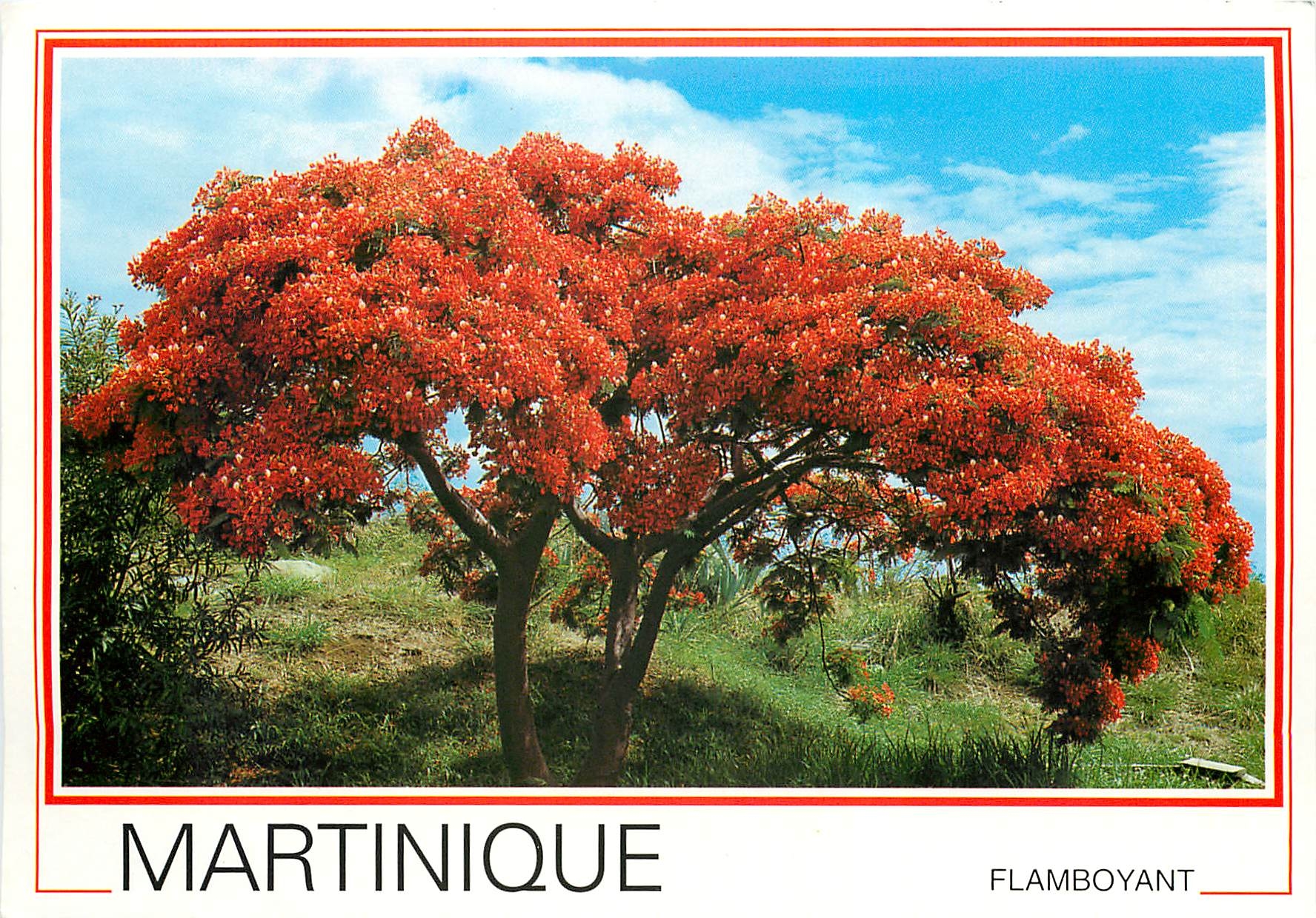 CPM Martinique Antilles francaises flamboyant 