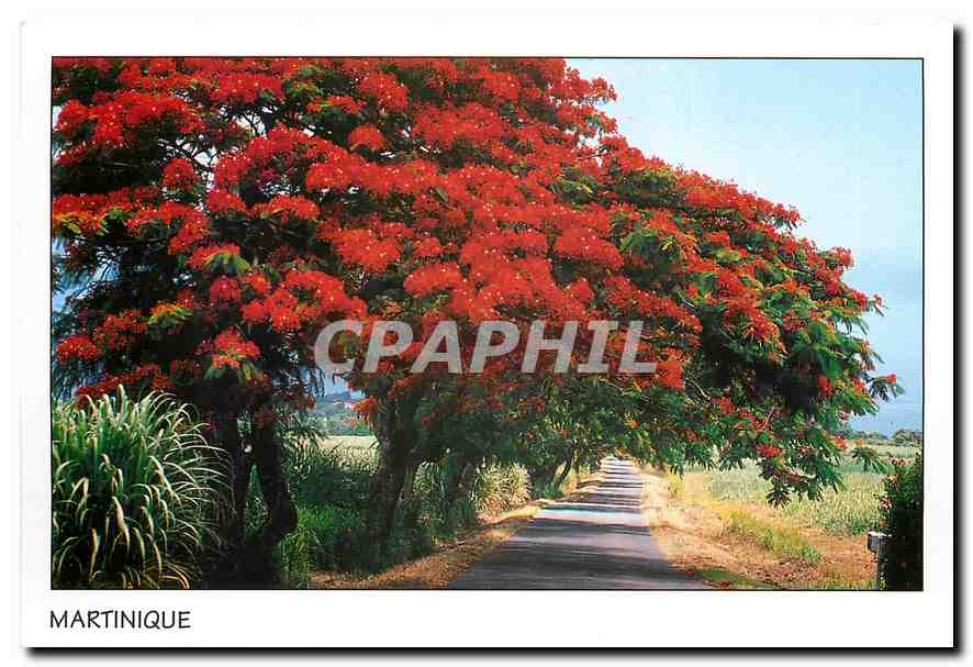 CPM Martinique Antilles Flamboyans 