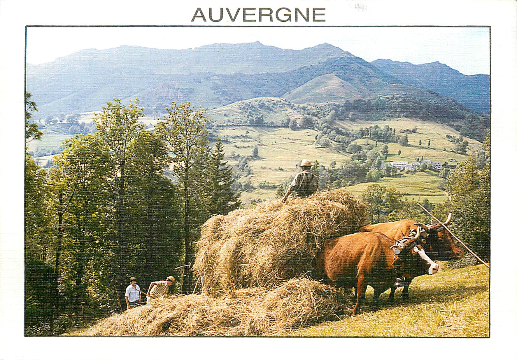 CPM Sur les Monts d'Auvergne La Fenaison 