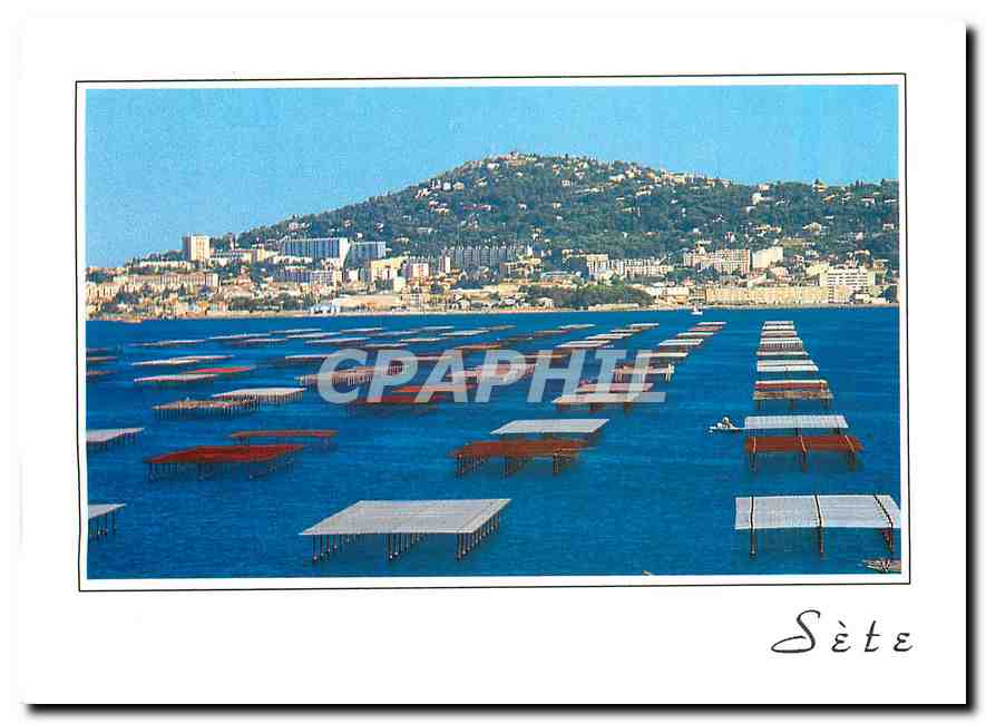 CPM Sete Herault La colline du Mont St Clair et le Bassin de Thau En premier plan les tables uillise
