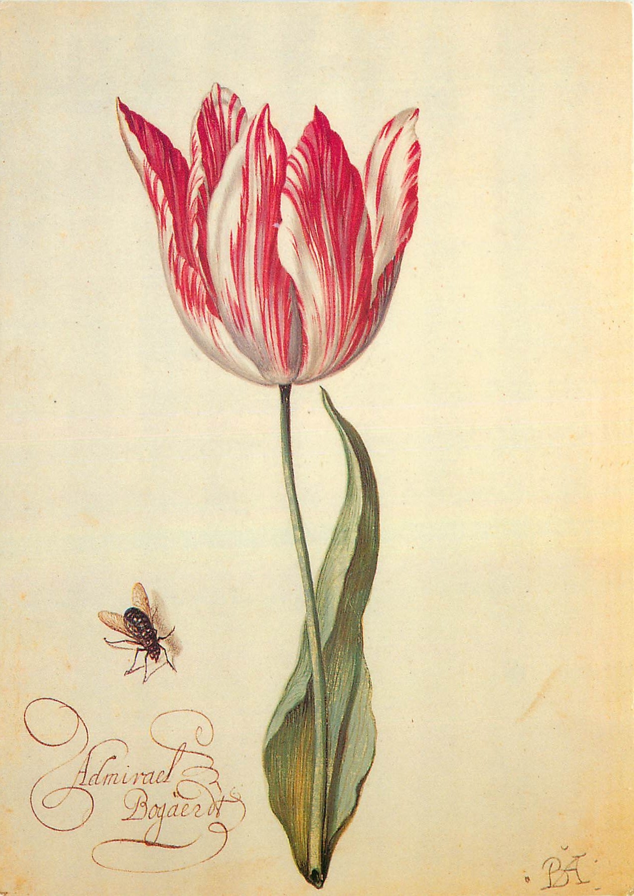 CPM Jean Baptiste Monnoyer Recueil de tulipes 