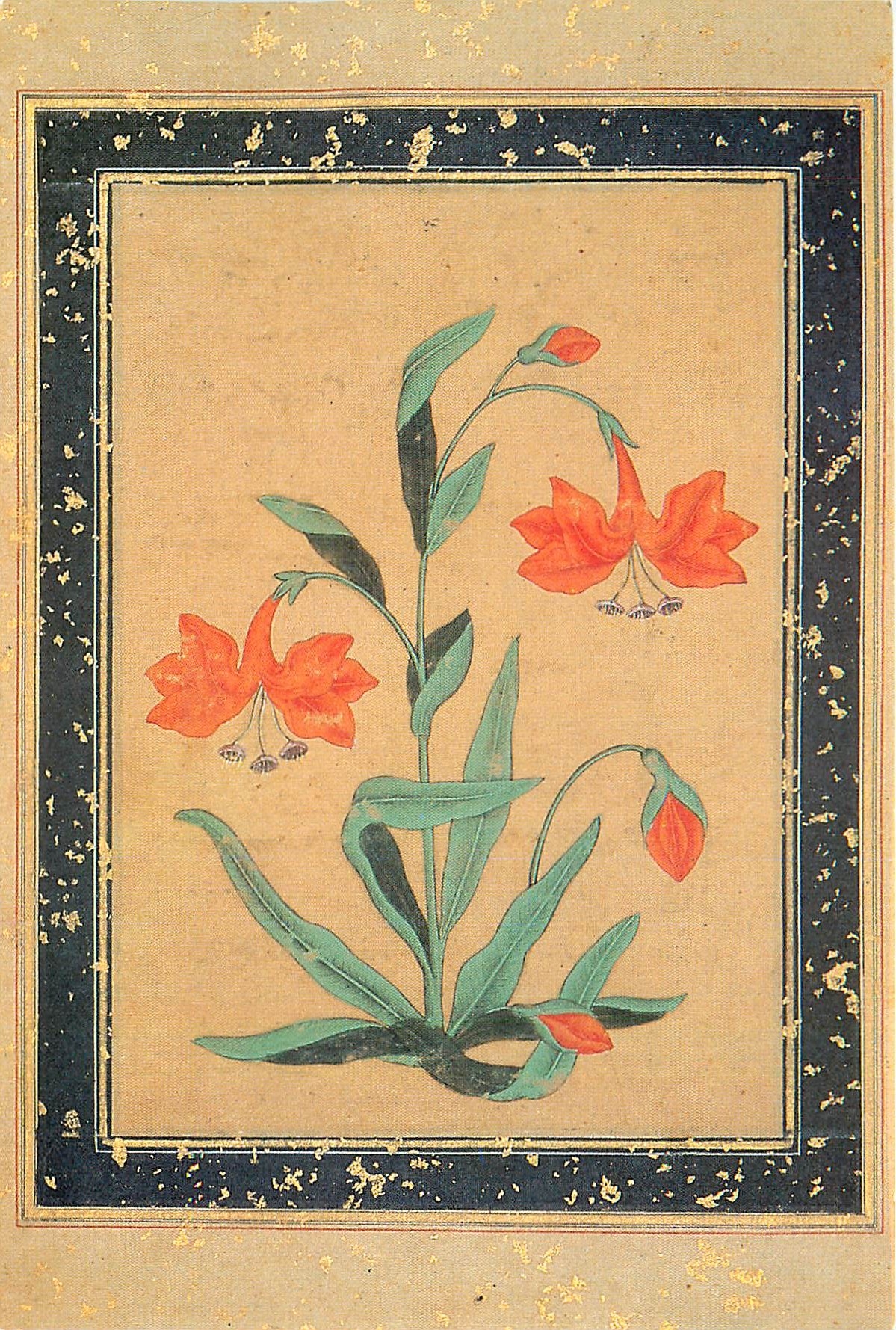 CPM Musee de L'Ima Page d'album liliacee Inde premiere moitie 