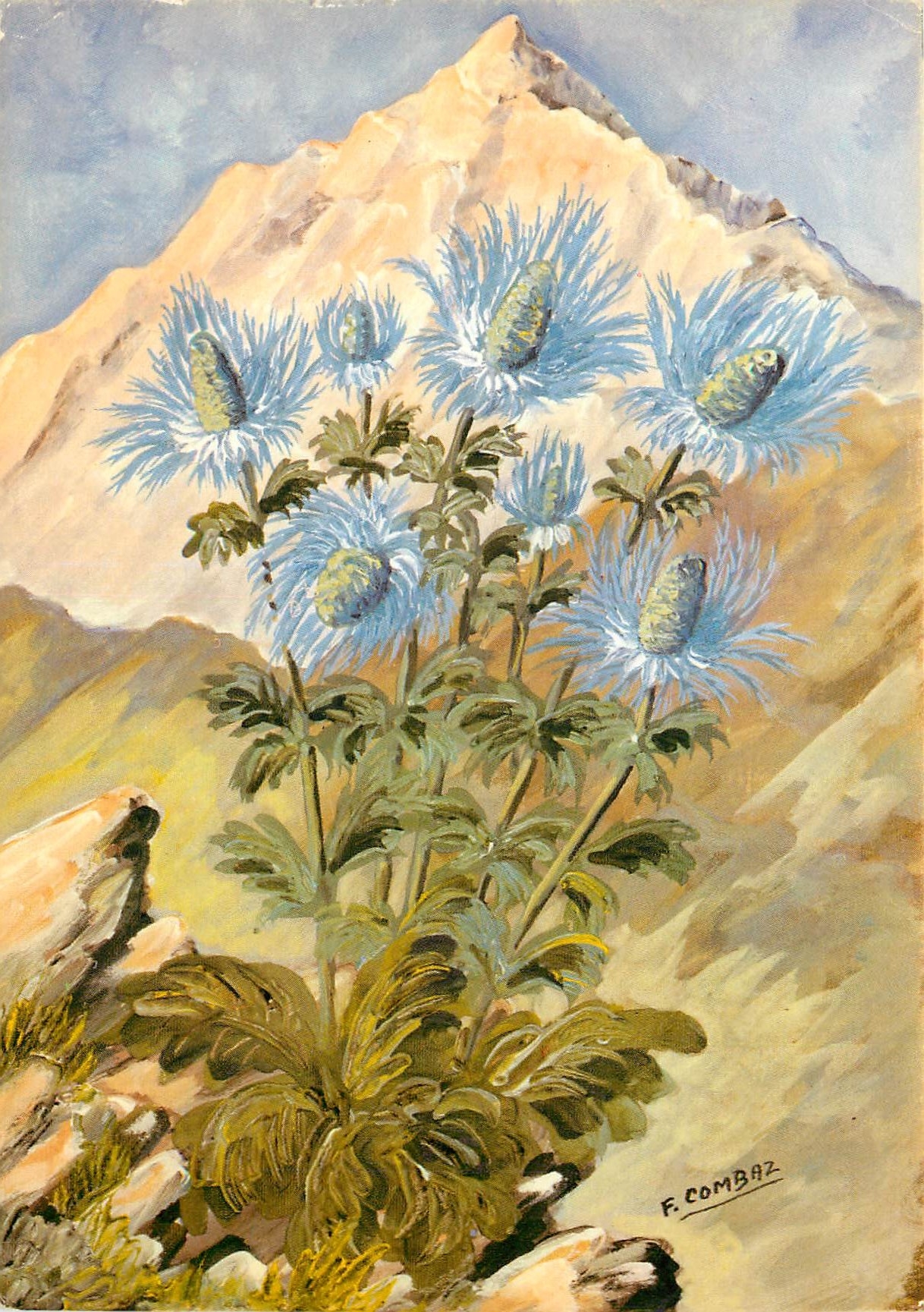 CPM Images de Chez Nous Chardons Bleus ou Panicauts des Alpes Eryngium Alpinum 