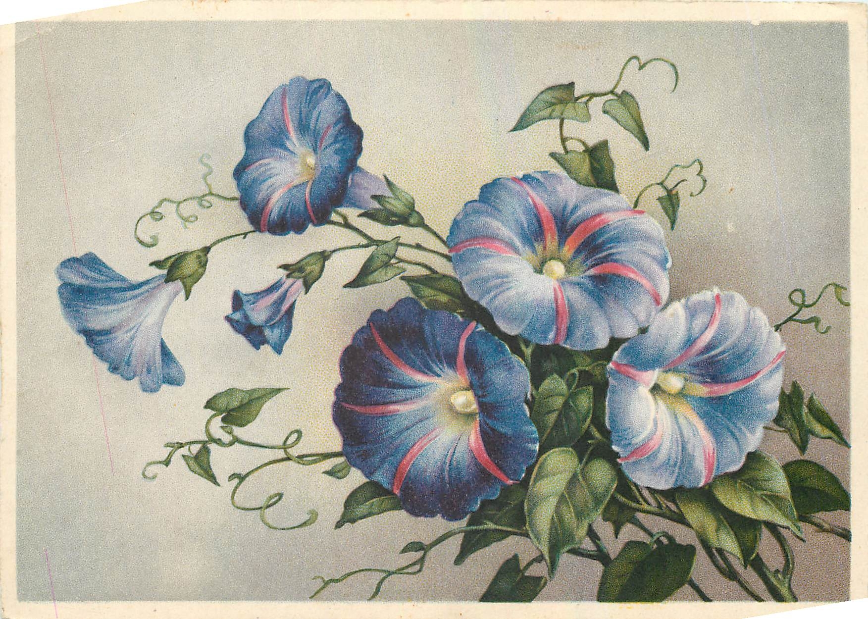 CPM Fleurs 