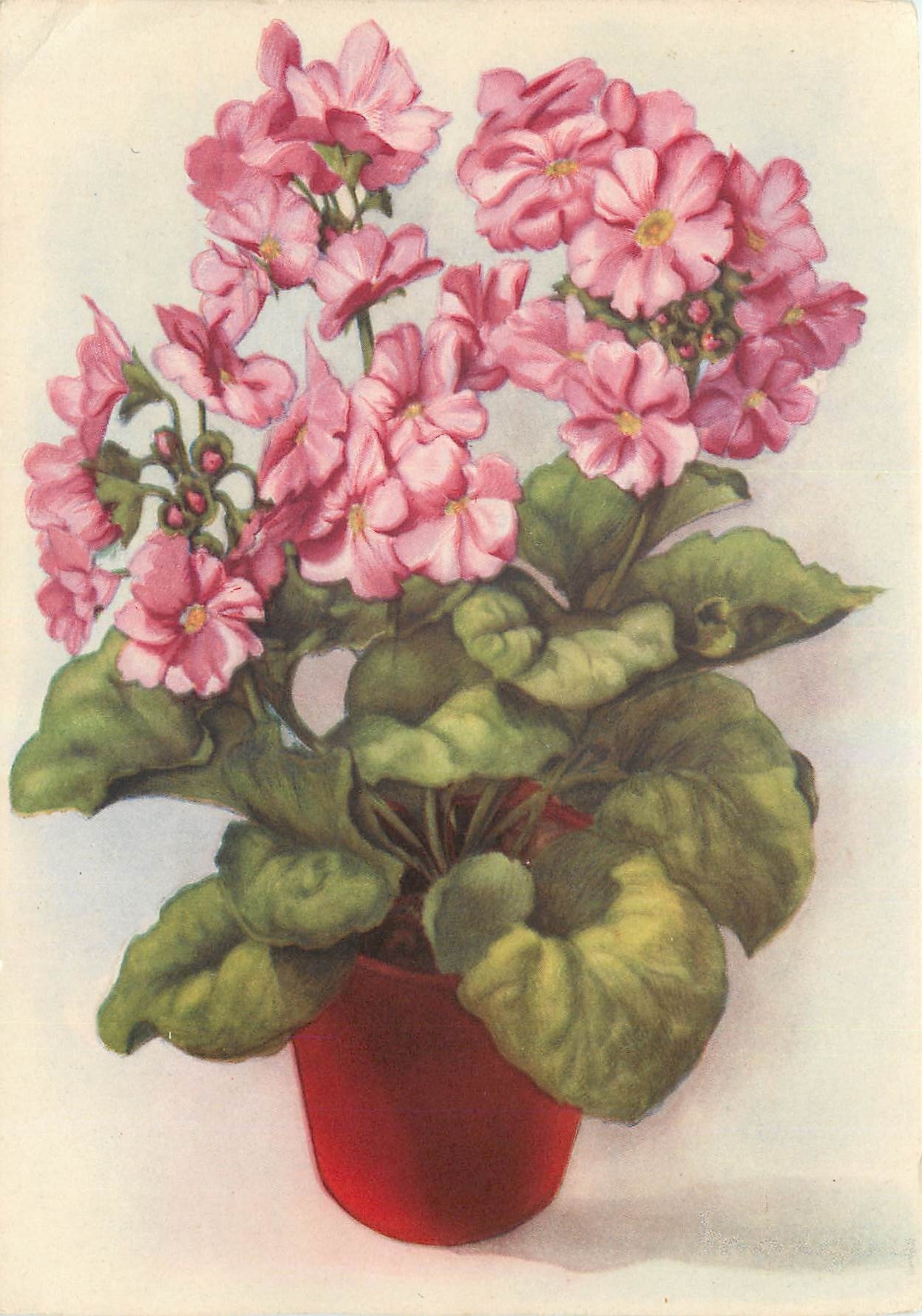 CPM Fleurs
