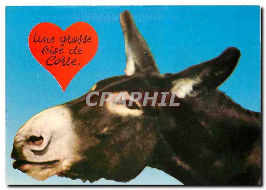CPM Corse Ile de Beaute Une grosse bise de Corse Ane Mule