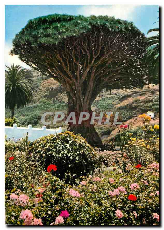 CPM Icod Tenerife Drago 