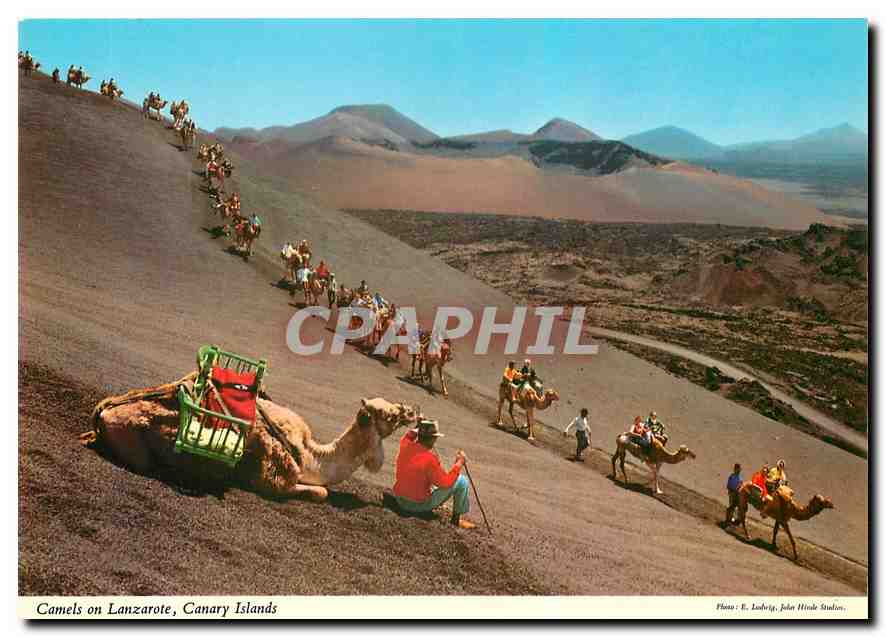 CPM Camels on Lanzarote Canary Islands 