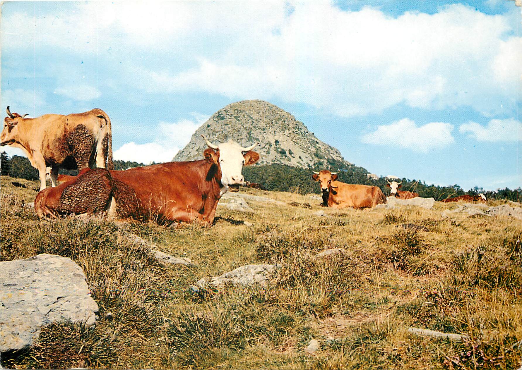 CPM Les Belles Images du Vivarais Paturage aux alentours du Mont Gerbier des Joncs 