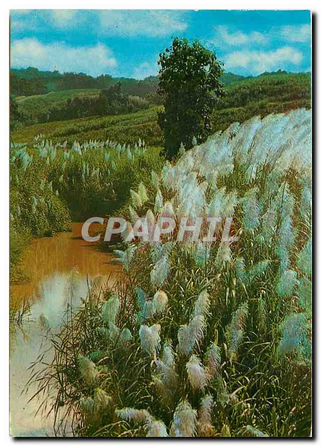 CPM Martinique L'Ile aux Fleurs Cannes a sucre en fleches 