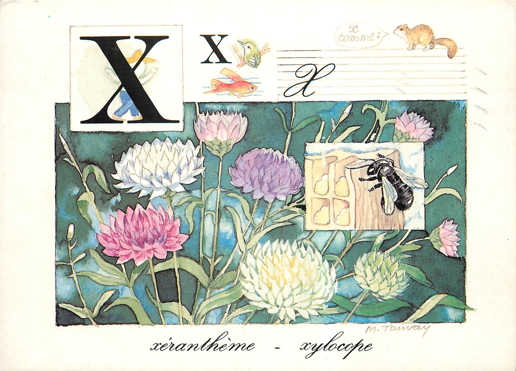 CPM Alphabet de la Nature X Xeranthele Wylocope