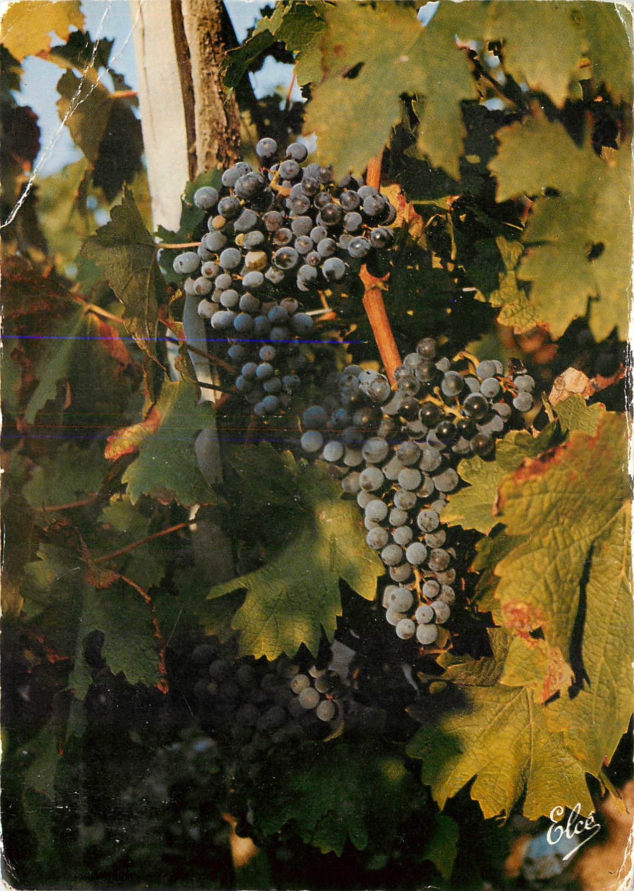 CPM Vendanges Bordelaises Les beaux raisins sur le pied de vigne avant la vendange