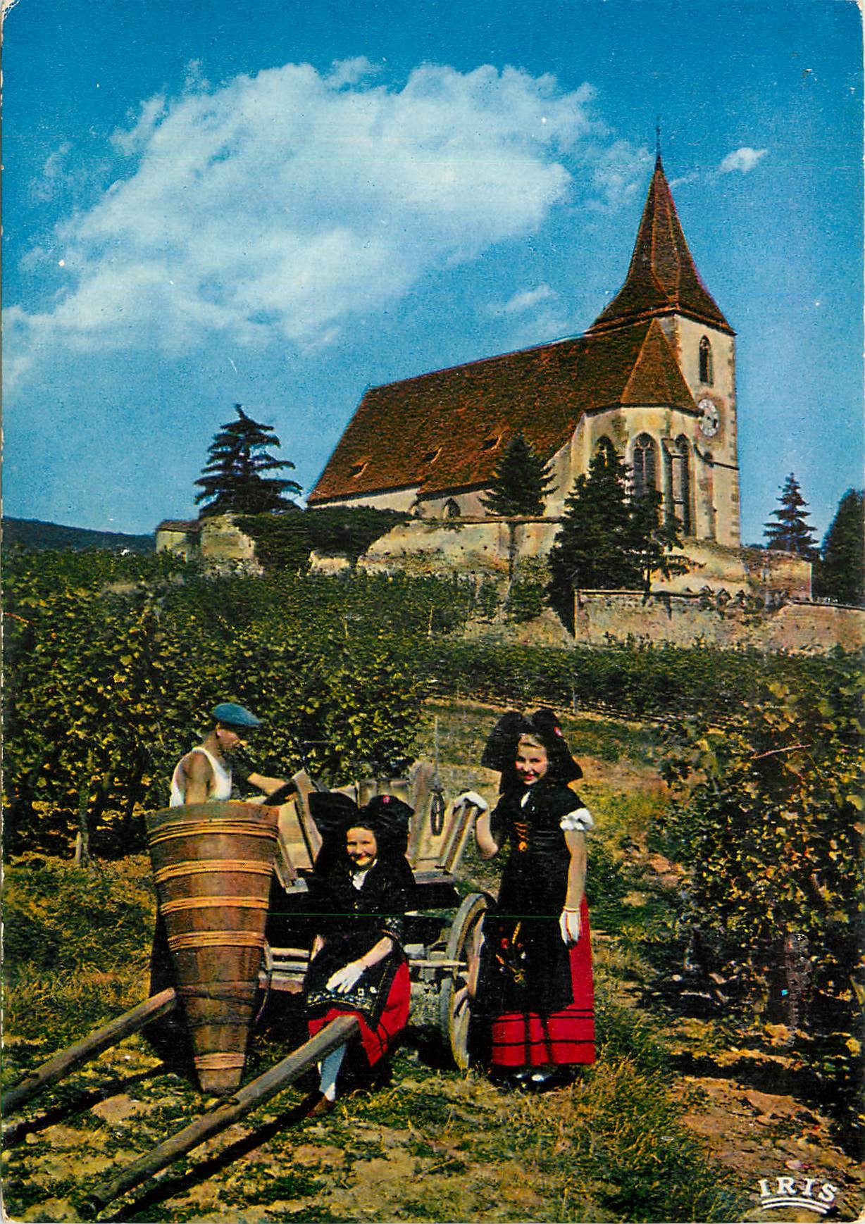 Vendanges à Hunawihr — devant l'église fortifiée — Iris