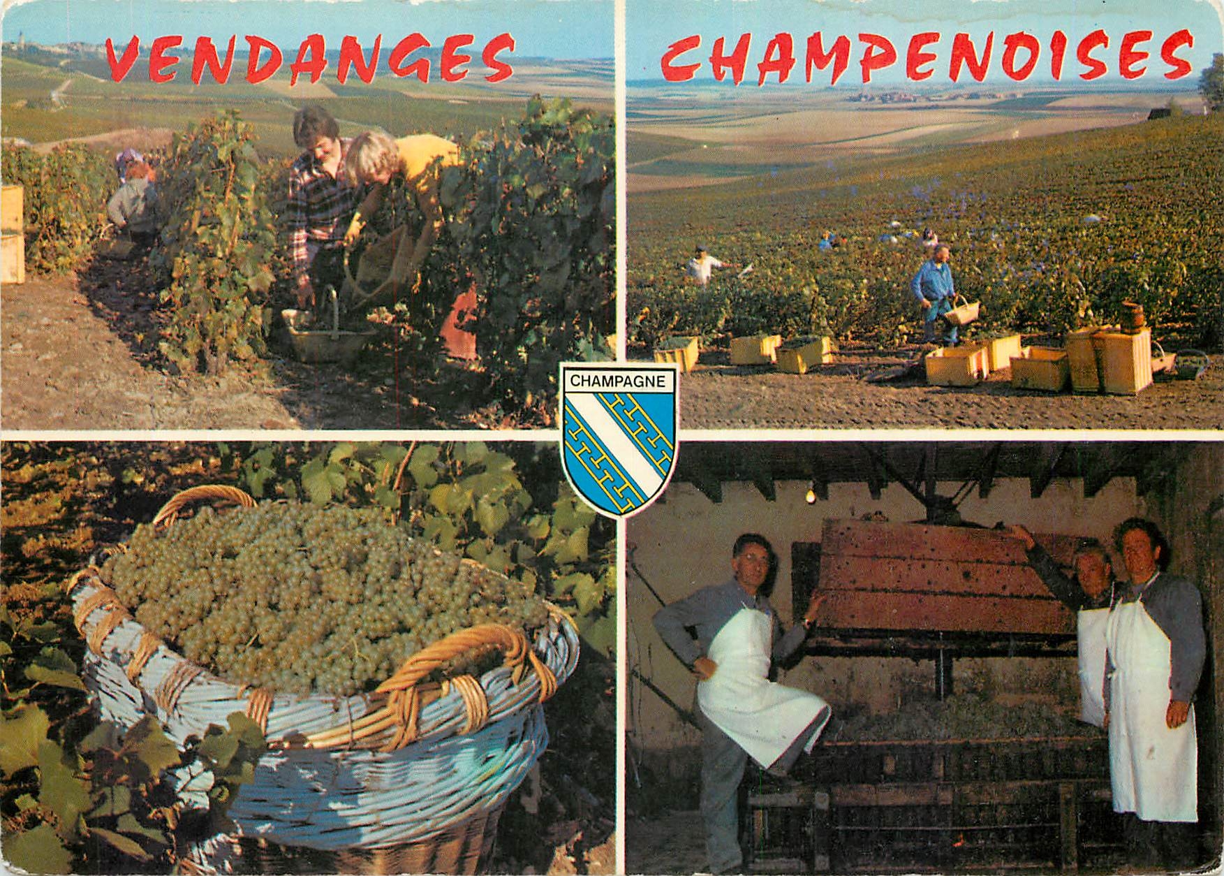 CPM Vendanges Champenoises Scenes de Vendages Mannequin de Blanc Pressoir 