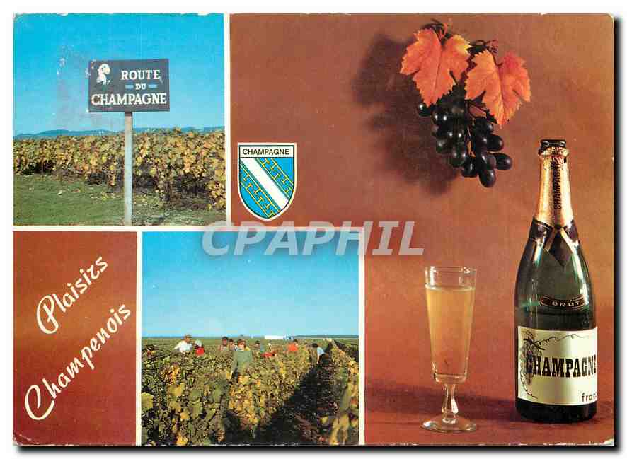 CPM Plaisirs Champenois La route du Champagne Scenes de vendanges 