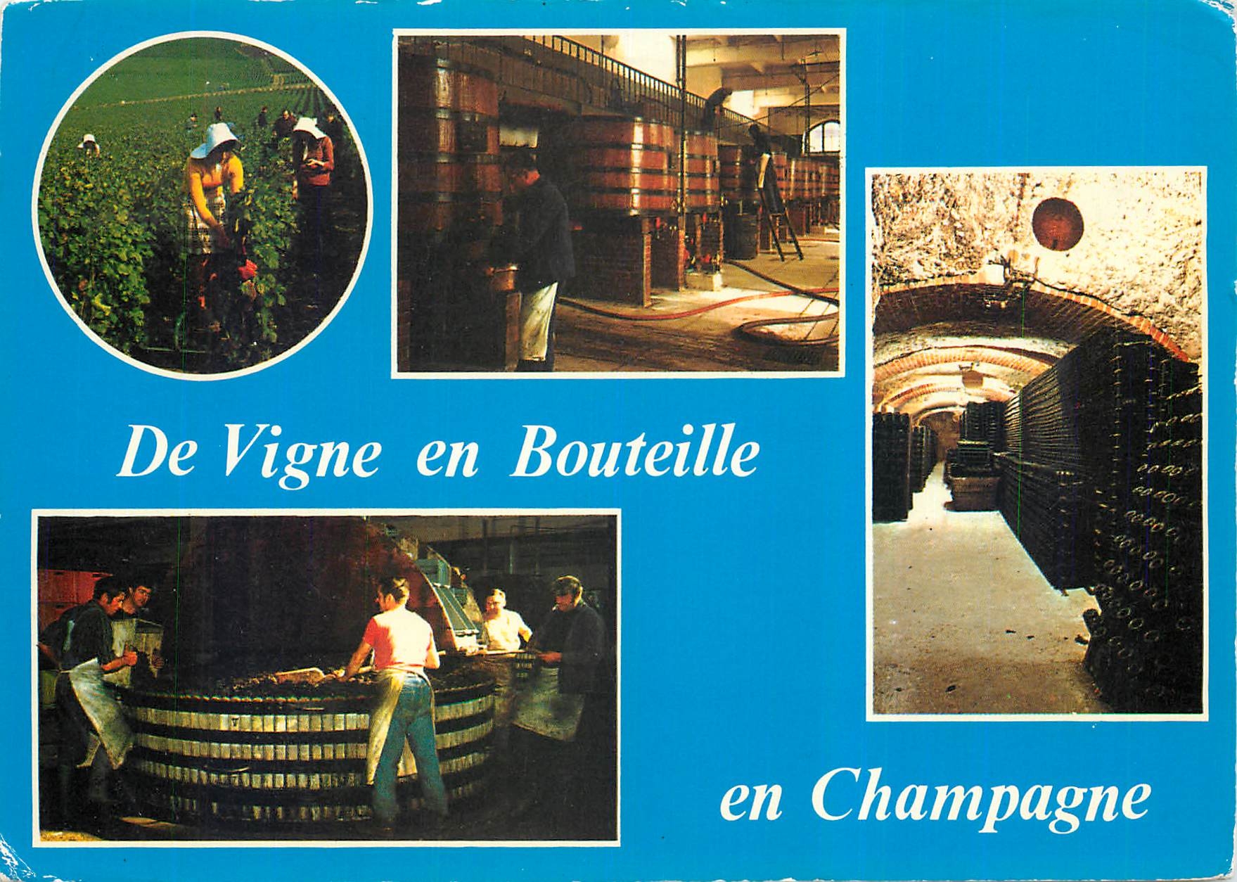 CPM De la vigne en Bouteille Vendanges Le pressoir Les caves interieur 