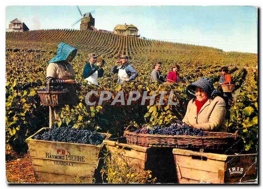 CPM Vendanges en Champagne Moulin Historique de Verzenay Propriete du Champagne Monopole 