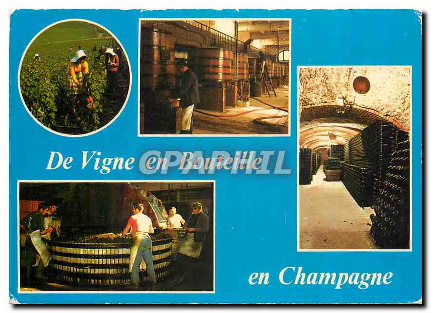 CPM De la Vigne en Bouteille Vendanges Le Pressoir Les caves interieur 