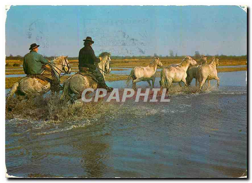 CPM En Champagne Gardians et chevaux traversant les marais 