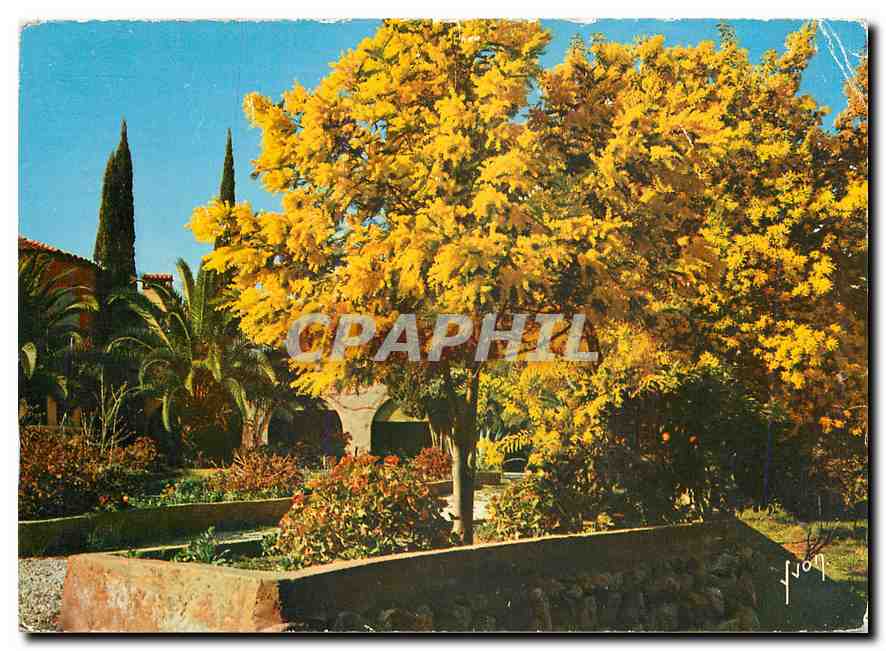 CPM Couleurs et Lumiere de France La Cote d'Azur miracle de la nature Saint Tropez 
