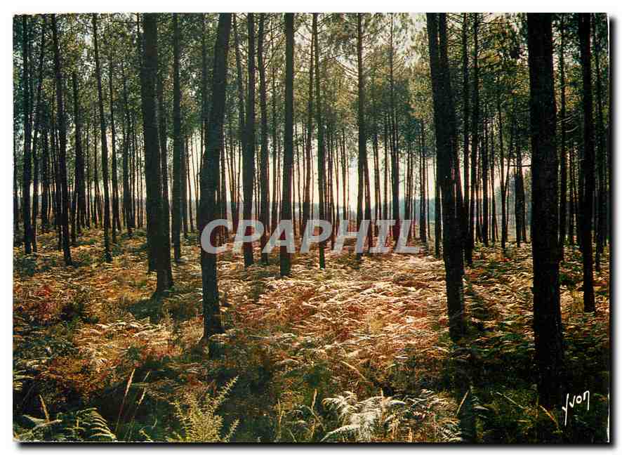 CPM Couleurs et Lumiere de France Les Landes La Foret Landaise 