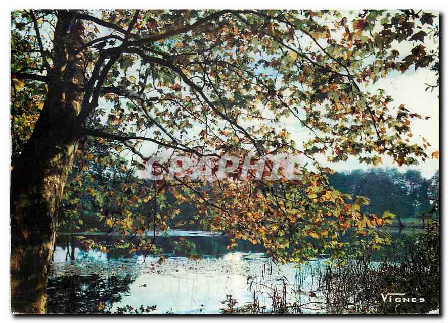 CPM Visage des Landes Paysage automnal a l'etang d'Uza 