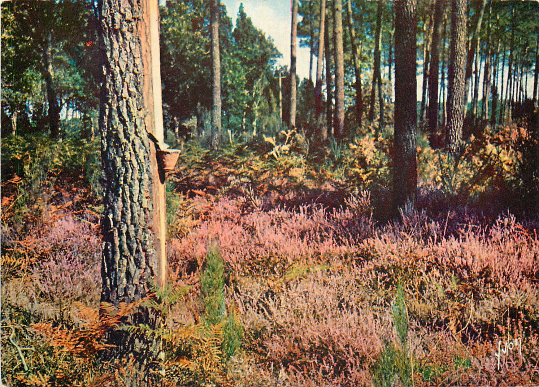 CPM Couleurs et Lumiere de France Massif de bruyere et foret de pins 