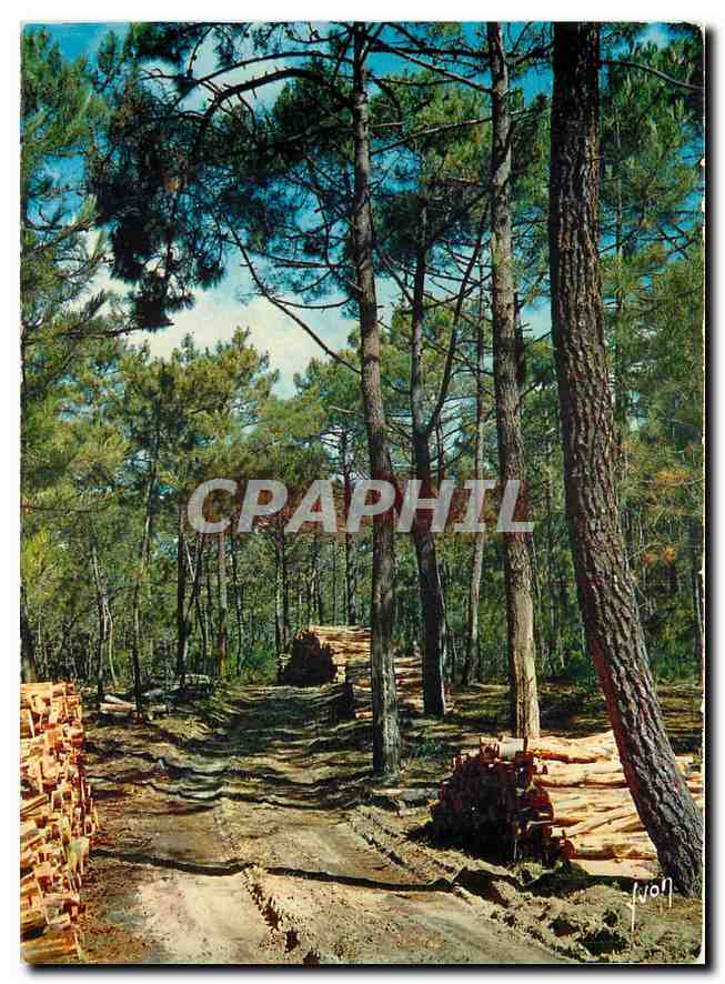 CPM Couleurs et Lumiere de France Sous bois de pins a proximite de l'Ocean 