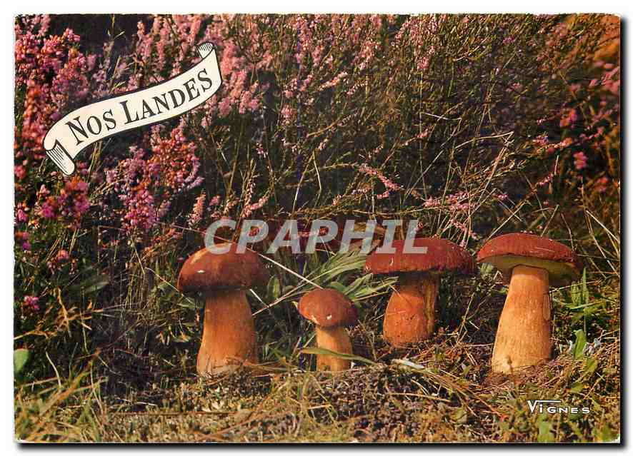CPM Visage des Landes Plaisir de l'automne Champignons
