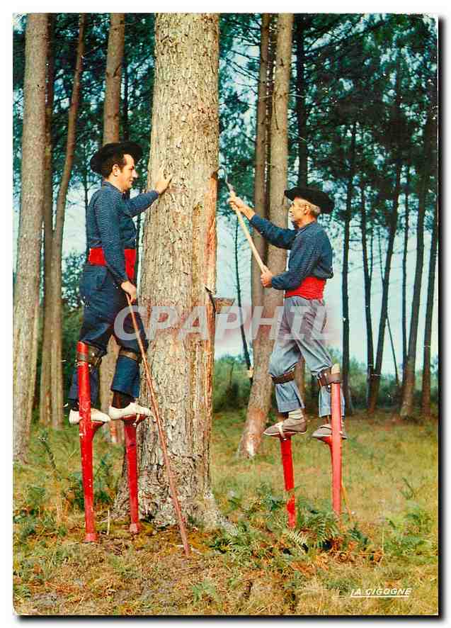 CPM Dans la Foret de Pins Les Resiniers 