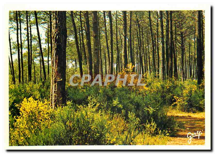 CPM Paysages des Landes Genets dans la Foret de pins 