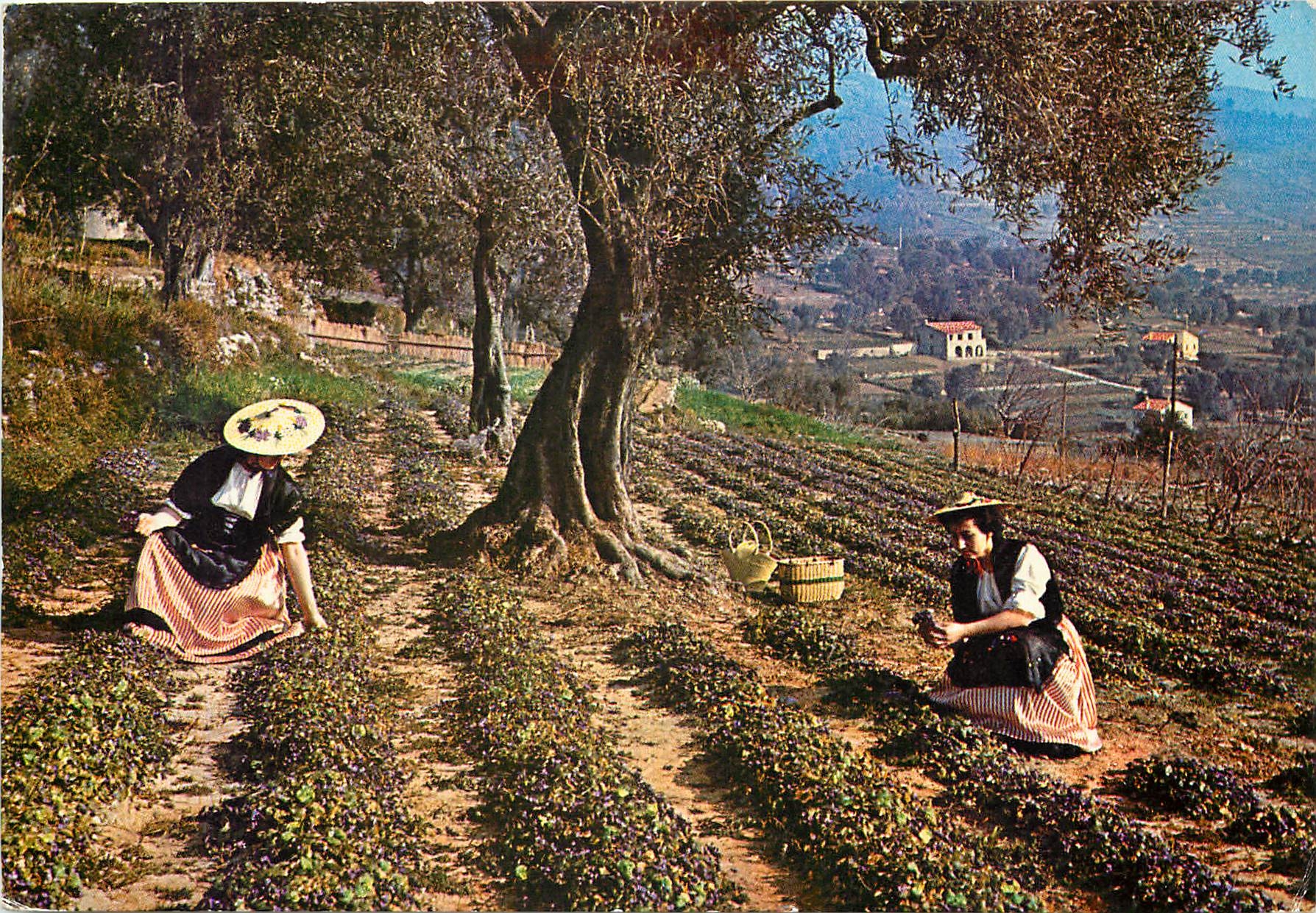 Côte d'Azur — cueillette des violettes — Éditions Photoguy, Nice