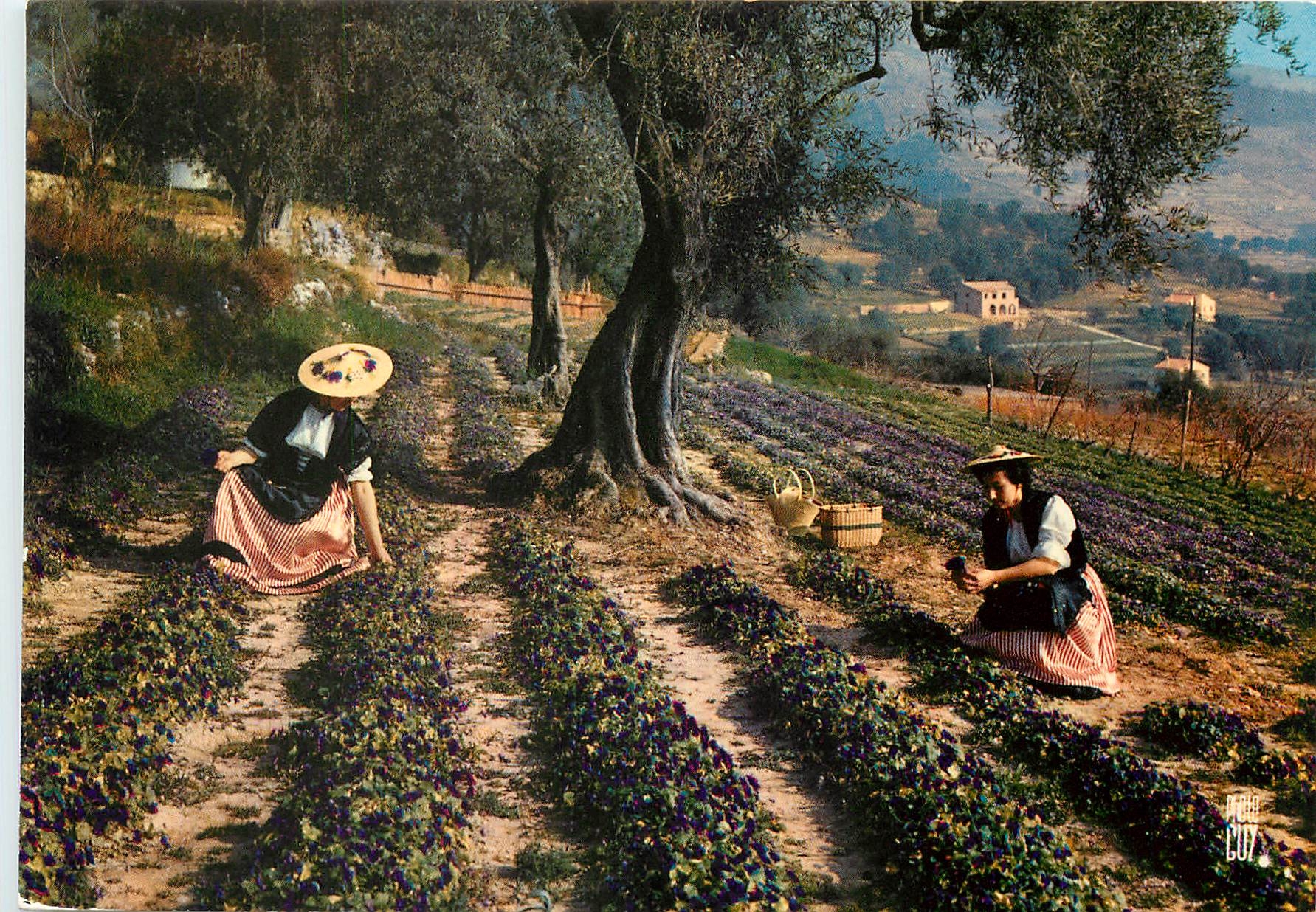 Cucullette des violettes — Cucullette-sur-Loup (Alpes-Maritimes) — Éditions PHOTO-GUY